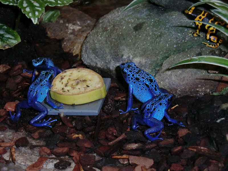 Blaue Pfeilgiftfrösche im Wuppertaler Zoo am 3. Februar 2012