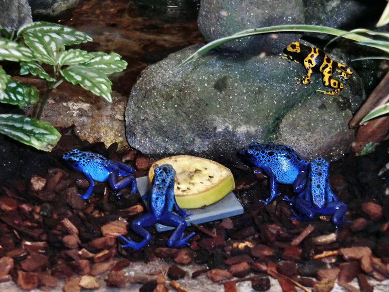 Blaue Pfeilgiftfrösche im Zoo Wuppertal am 3. Februar 2012