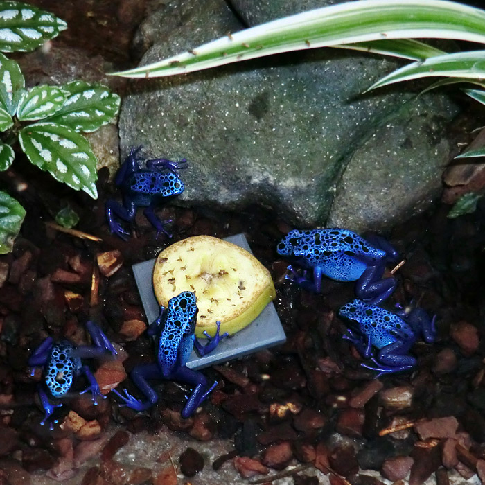 Blauer Pfeilgiftfrosch im Wuppertaler Zoo am 3. Februar 2012