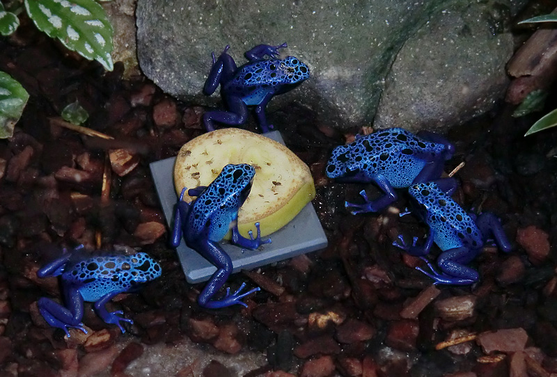 Blaue Pfeilgiftfrösche im Wuppertaler Zoo am 3. Februar 2012