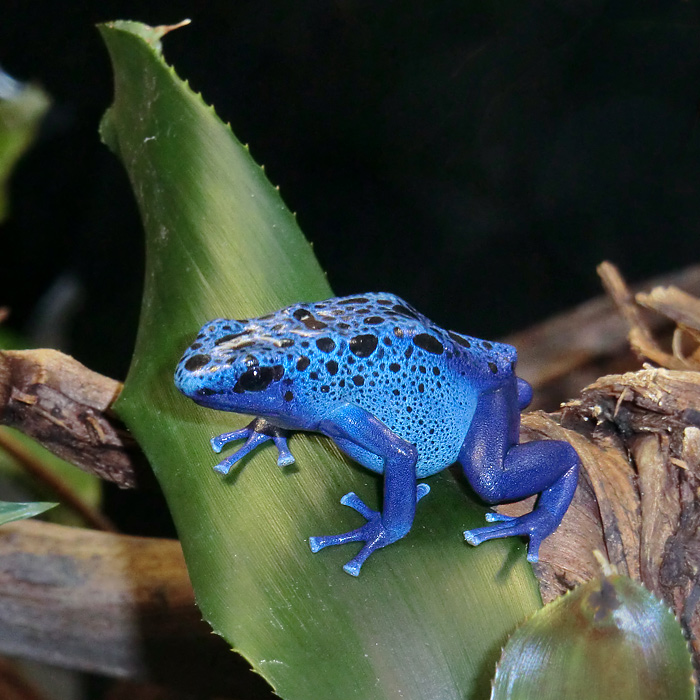 Blauer Pfeilgiftfrosch im Wuppertaler Zoo am 4. Februar 2012