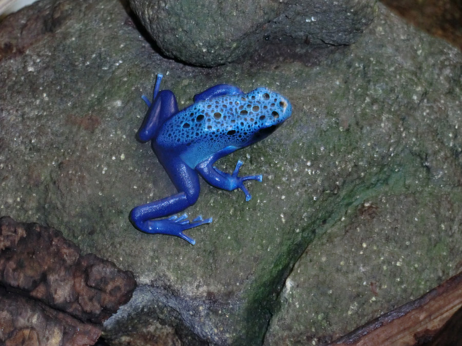 Blauer Pfeilgiftfrosch im Zoologischen Garten Wuppertal am 20. Oktober 2012