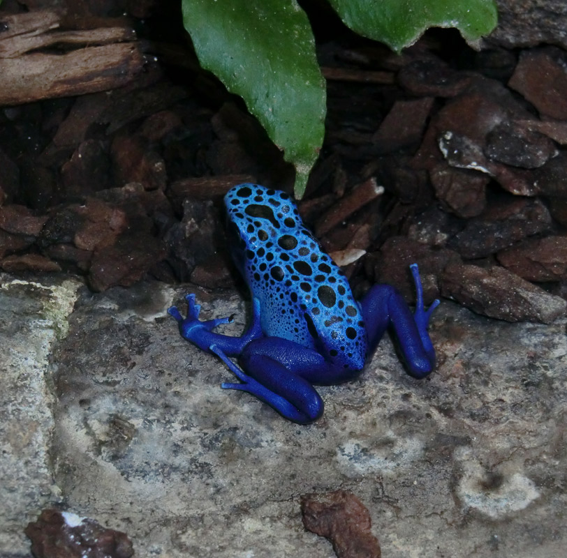 Blauer Pfeilgiftfrosch im Zoologischen Garten Wuppertal am 6. November 2012