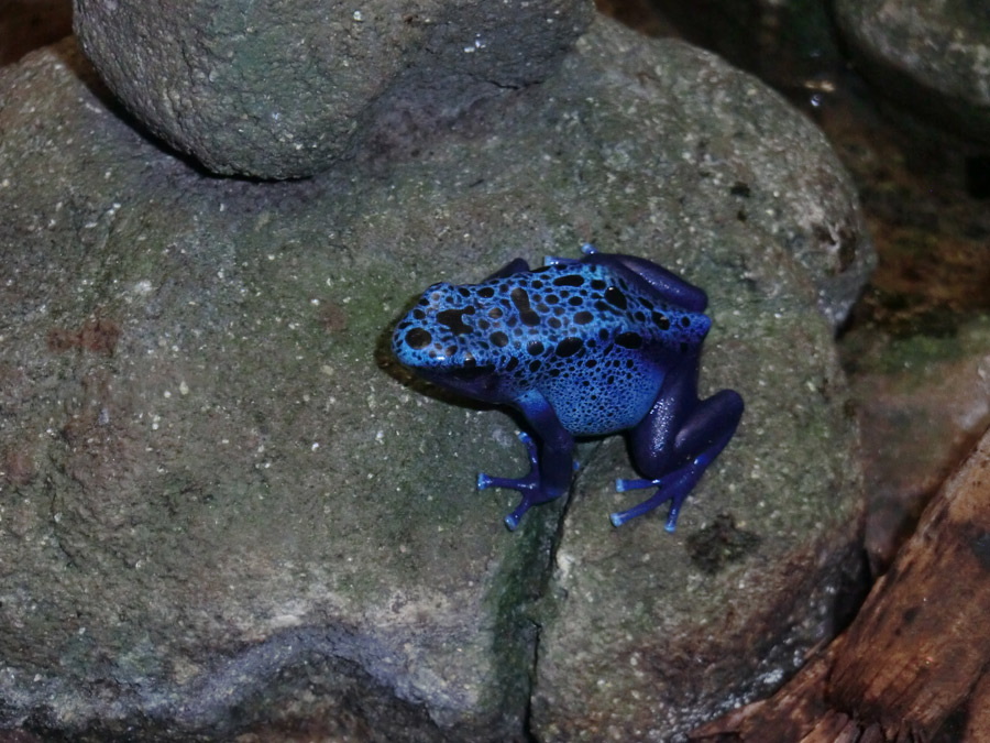 Blauer Pfeilgiftfrosch im Wuppertaler Zoo am 6. November 2012