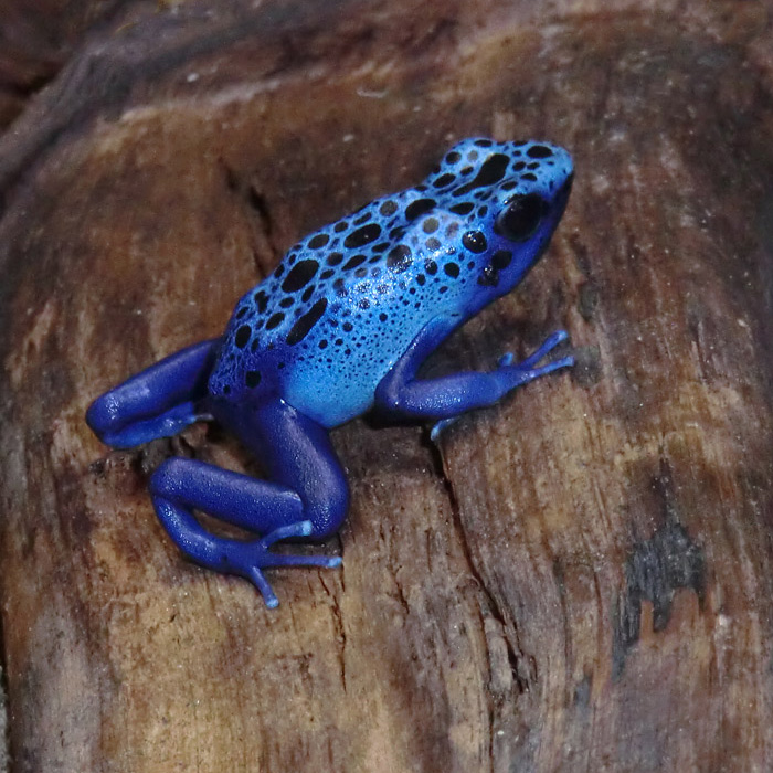 Blauer Pfeilgiftfrosch im Wuppertaler Zoo am 16. November 2012