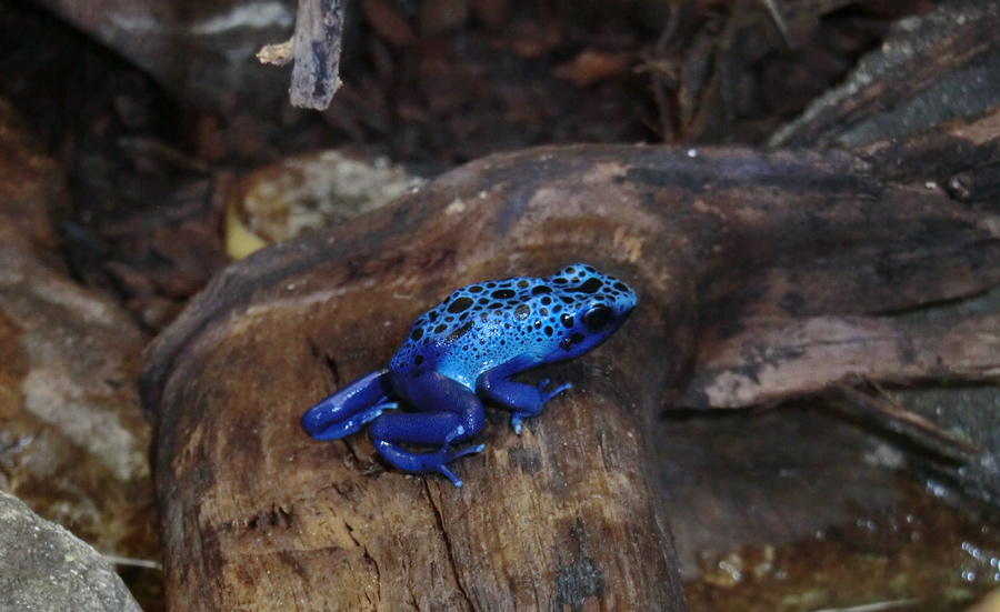 Blauer Pfeilgiftfrosch im Zoo Wuppertal am 1. November 2012