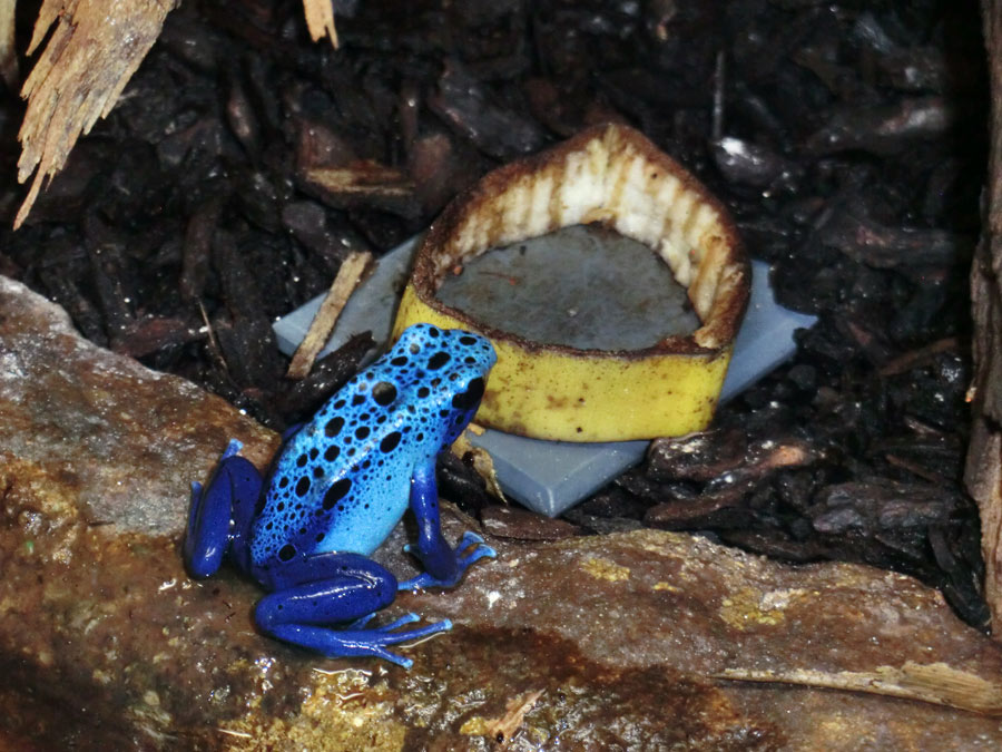 Blauer Pfeilgiftfrosch im Zoo Wuppertal am 14. Dezember 2013