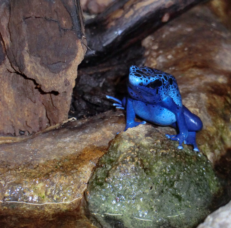 Blauer Pfeilgiftfrosch im Zoo Wuppertal am 14. Dezember 2013