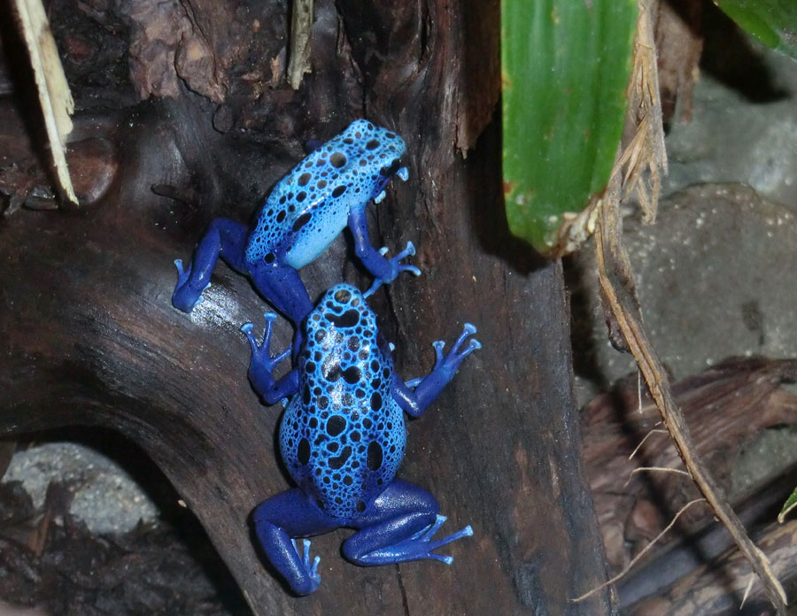 Blaue Pfeilgiftfrösche im Zoo Wuppertal am 14. Dezember 2013