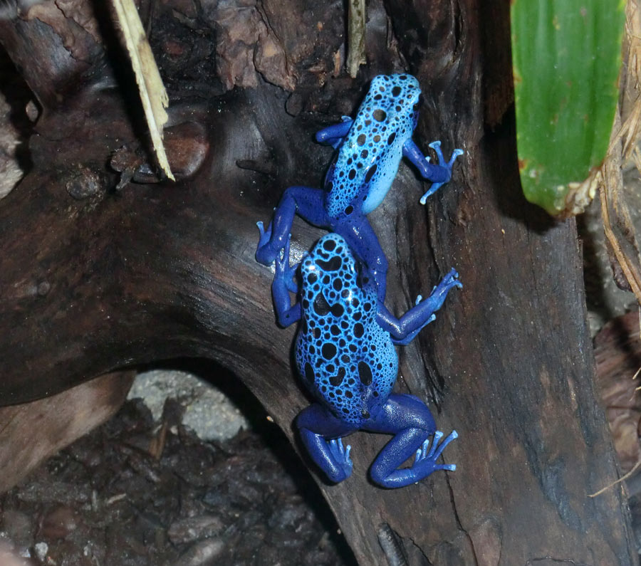 Blaue Pfeilgiftfrösche im Wuppertaler Zoo am 14. Dezember 2013