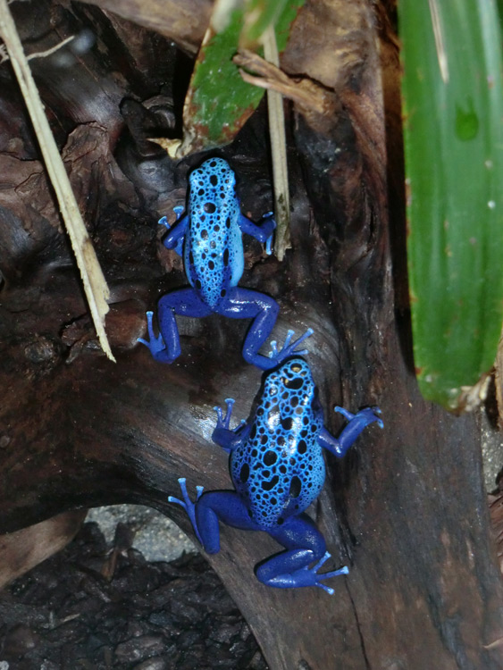 Blaue Pfeilgiftfrösche im Zoo Wuppertal am 14. Dezember 2013