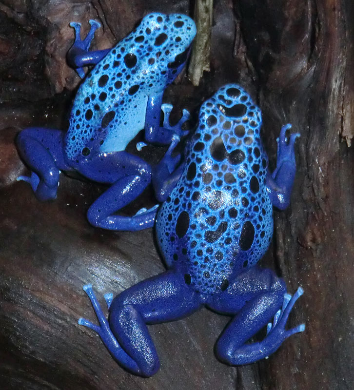 Blaue Pfeilgiftfrösche im Wuppertaler Zoo am 14. Dezember 2013