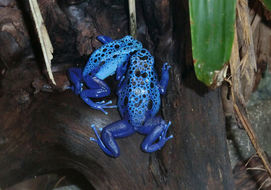 Blaue Pfeilgiftfrösche im Zoo Wuppertal am 14. Dezember 2013