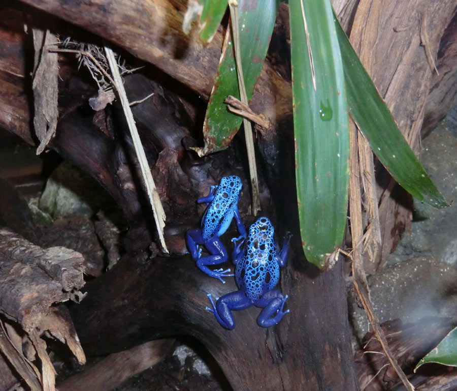 Blaue Pfeilgiftfrösche im Zoologischen Garten Wuppertal am 14. Dezember 2013