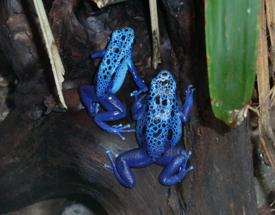 Blaue Pfeilgiftfrösche im Wuppertaler Zoo am 14. Dezember 2013