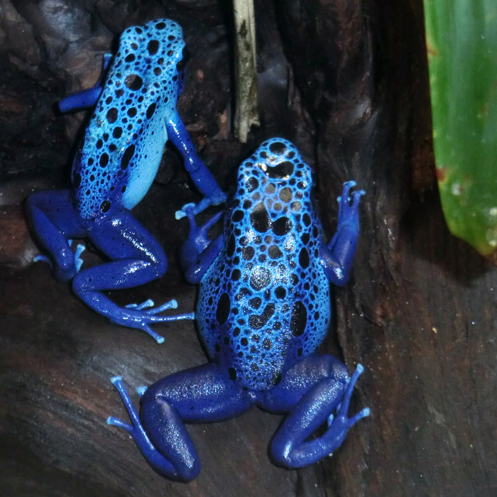 Blaue Pfeilgiftfrösche im Wuppertaler Zoo am 14. Dezember 2013