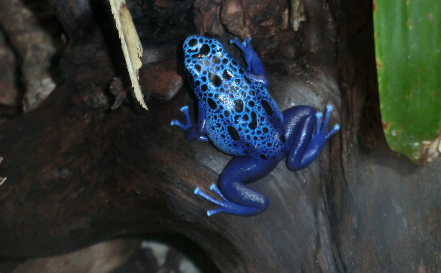 Blauer Pfeilgiftfrosch im Zoo Wuppertal am 14. Dezember 2013