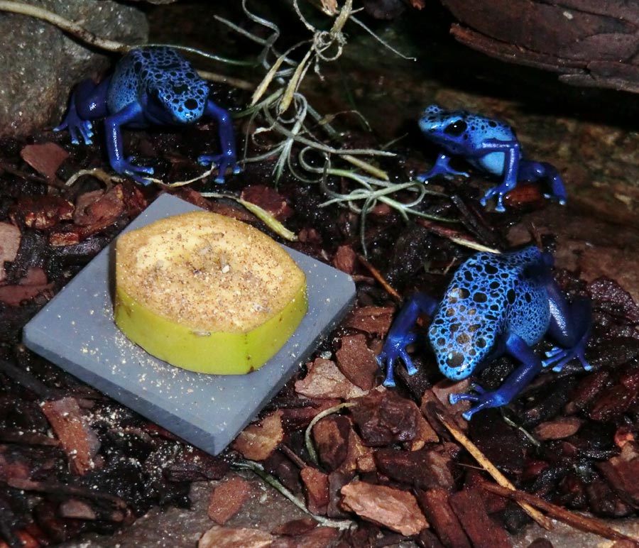 Blaue Pfeilgiftfrösche im Zoologischen Garten Wuppertal im Januar 2014