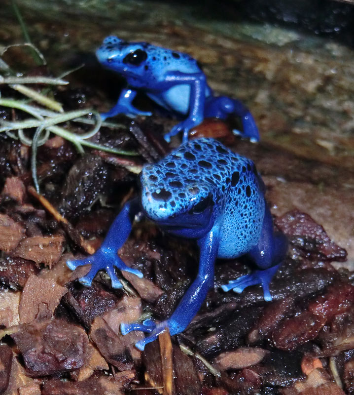 Blaue Pfeilgiftfrösche im Zoo Wuppertal im Januar 2014