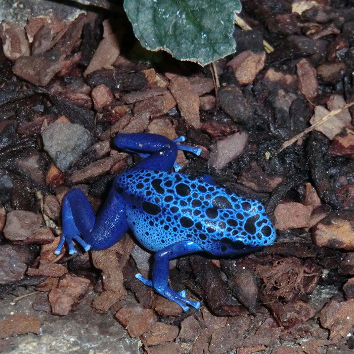 Blauer Pfeilgiftfrosch im Wuppertaler Zoo im Januar 2014