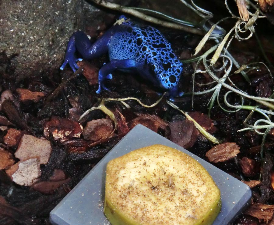 Blauer Pfeilgiftfrosch im Wuppertaler Zoo im Januar 2014