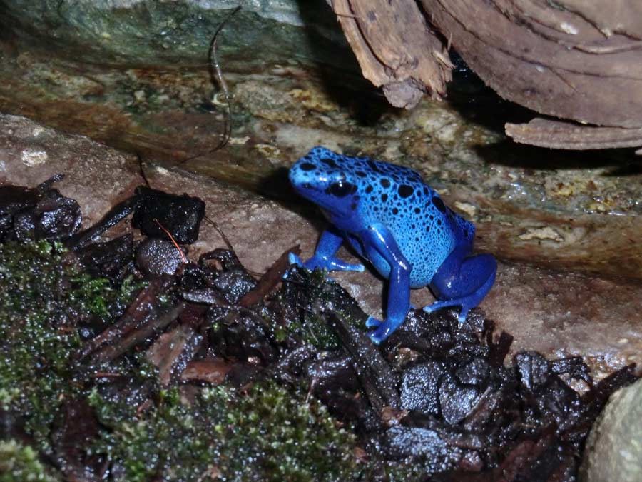 Blauer Pfeilgiftfrosch im Wuppertaler Zoo im März 2014