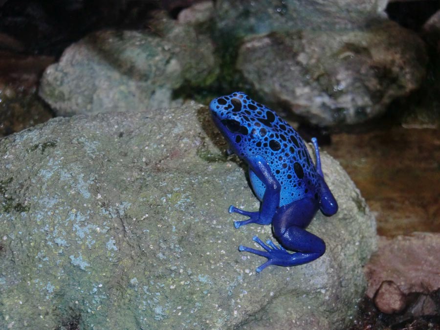 Blauer Pfeilgiftfrosch im Zoo Wuppertal im April 2014