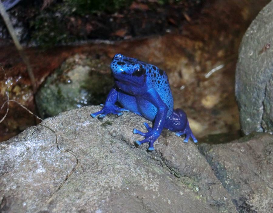 Blauer Pfeilgiftfrosch im Zoologischen Garten Wuppertal im Juli 2014