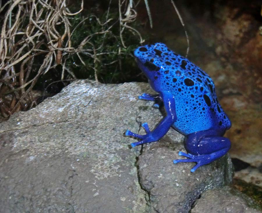 Blauer Pfeilgiftfrosch im Wuppertaler Zoo im Juli 2014