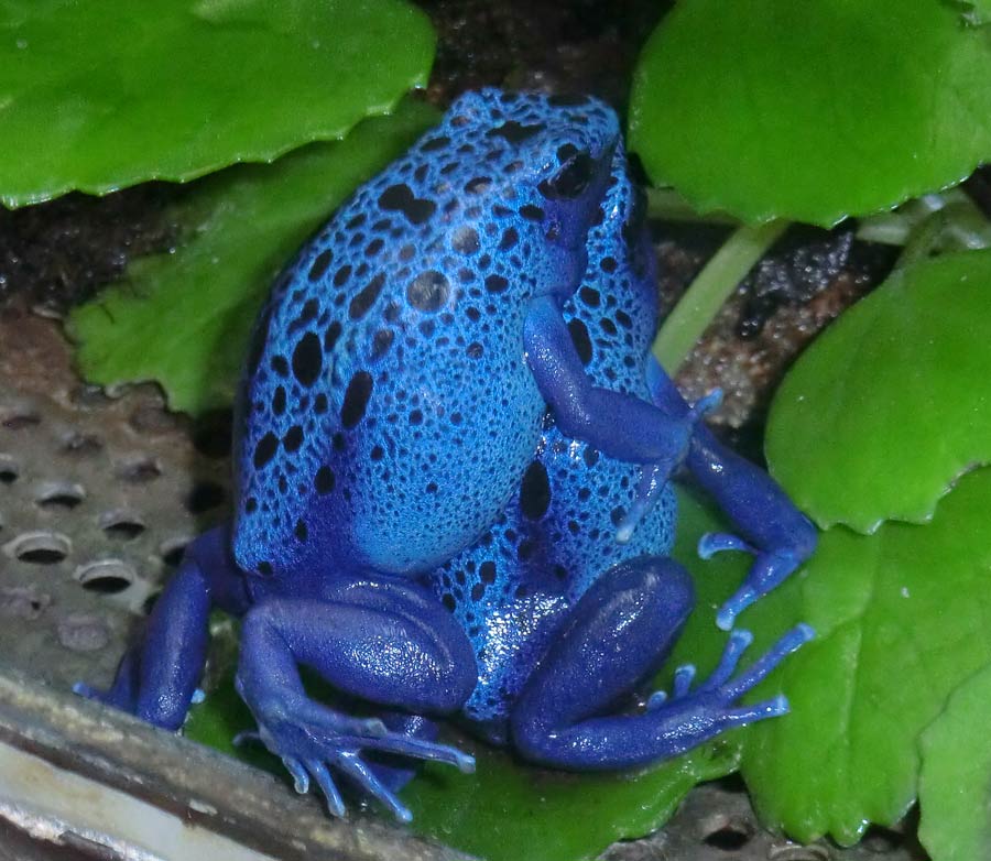 Blaue Pfeilgiftfrösche im Wuppertaler Zoo im Juli 2014