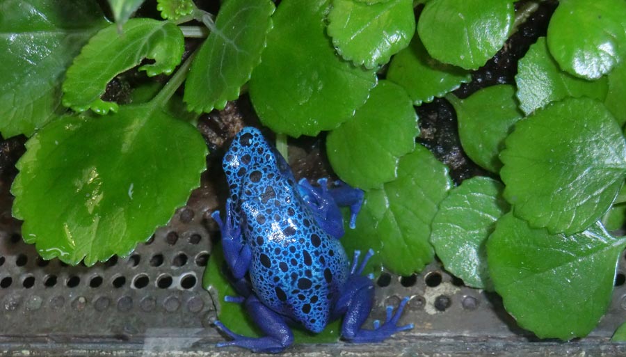 Blaue Pfeilgiftfrösche im Zoo Wuppertal im Juli 2014