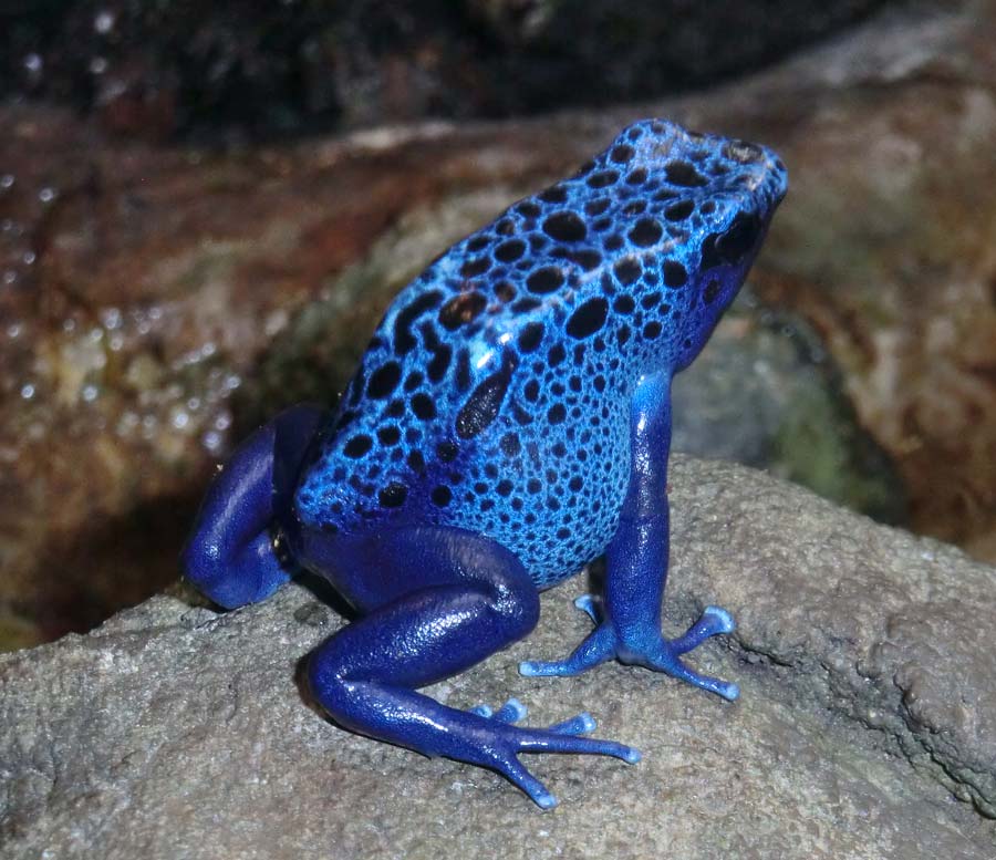 Blauer Pfeilgiftfrosch im Zoo Wuppertal im November 2014