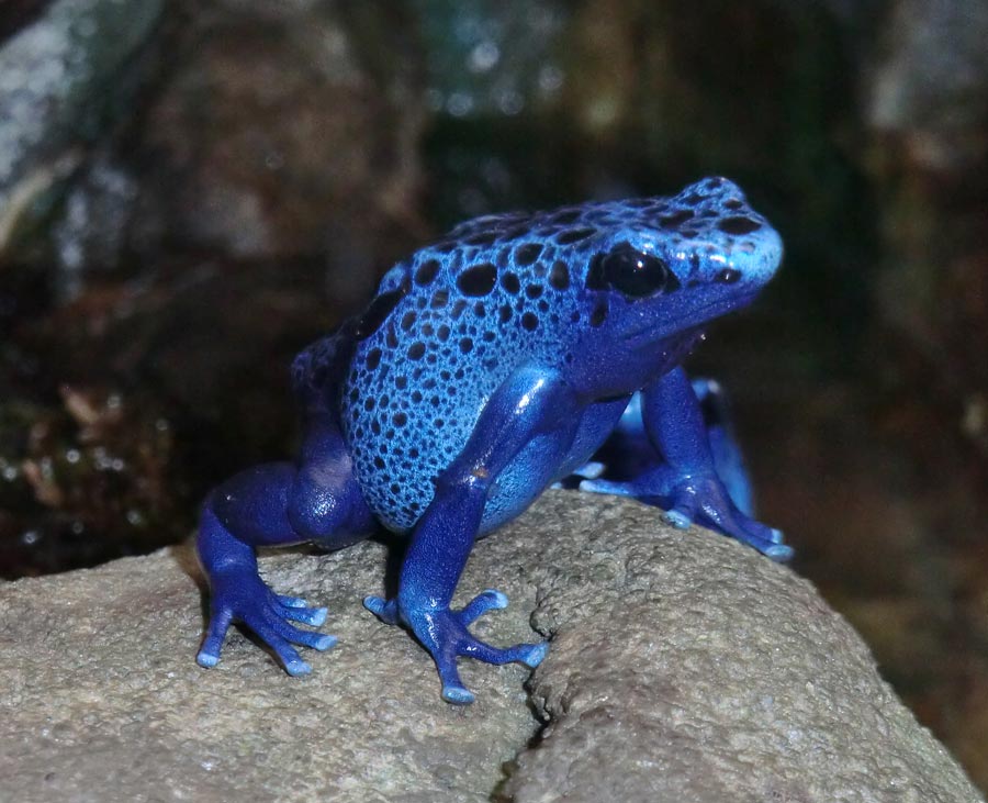 Blauer Pfeilgiftfrosch im Zoologischen Garten Wuppertal im November 2014