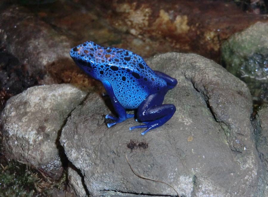 Blauer Pfeilgiftfrosch im Grünen Zoo Wuppertal im November 2014