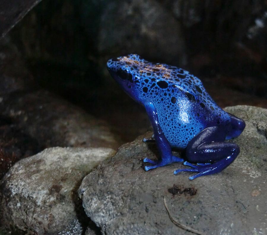 Blaue Pfeilgiftfrösche im Wuppertaler Zoo im November 2014