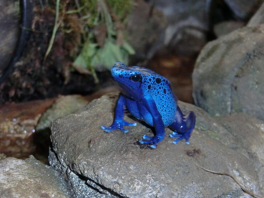 Blauer Pfeilgiftfrosch im Zoo Wuppertal im November 2014