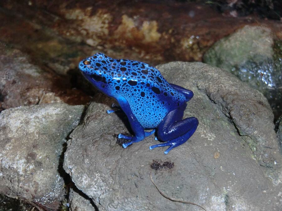 Blauer Pfeilgiftfrosch im Zoologischen Garten Wuppertal im November 2014