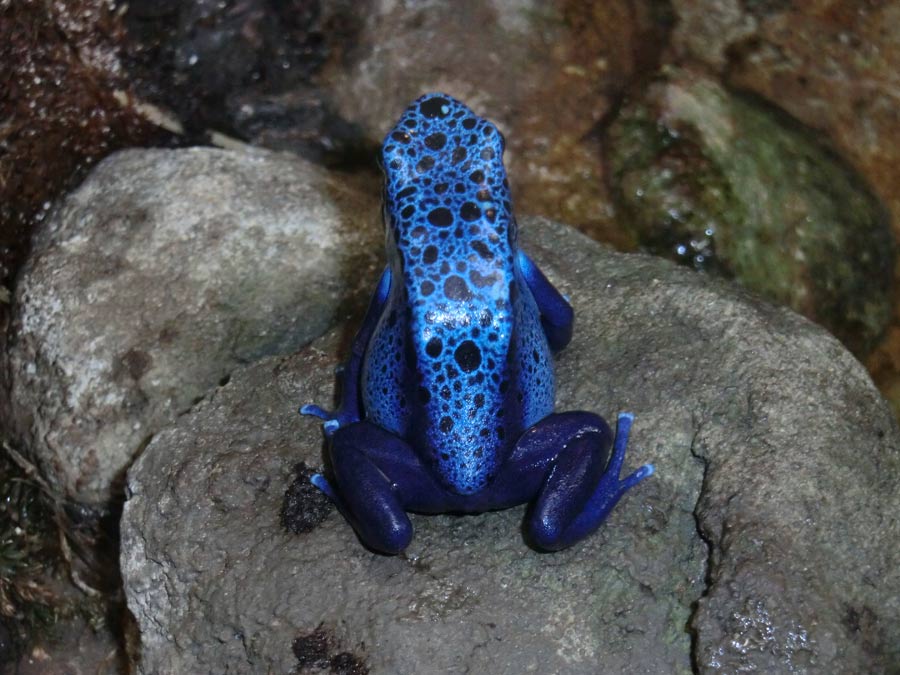 Blauer Pfeilgiftfrosch im Grünen Zoo Wuppertal im November 2014