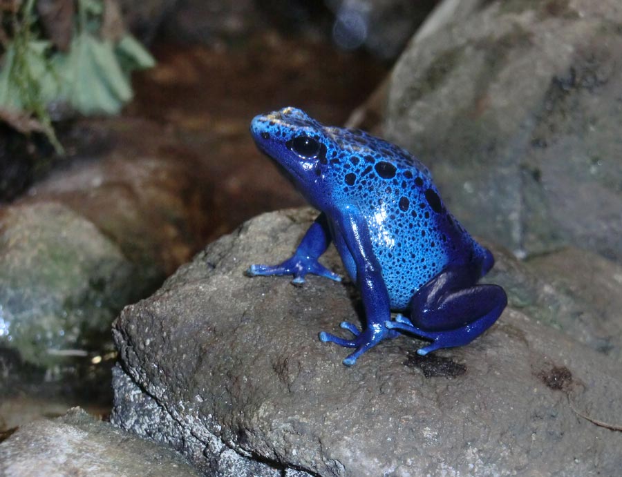 Blaue Pfeilgiftfrösche im Wuppertaler Zoo im November 2014