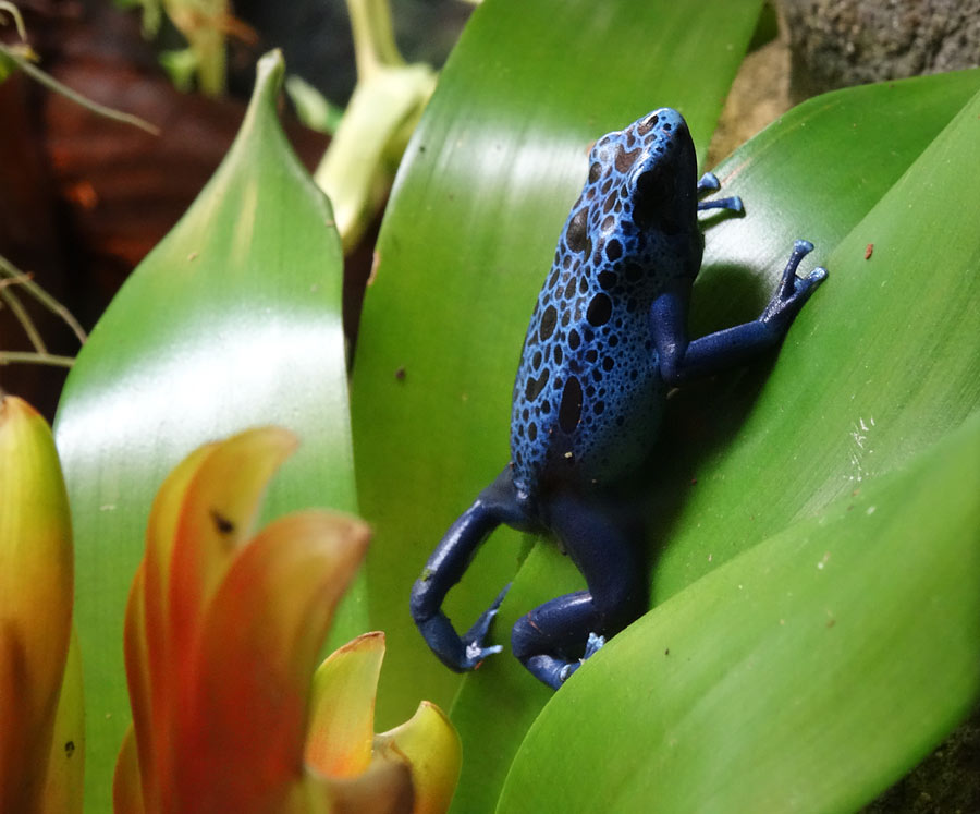 Blauer Pfeilgiftfrosch im Zoo Wuppertal im November 2014