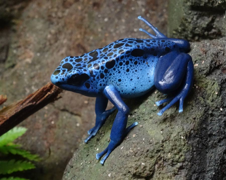 Blauer Pfeilgiftfrosch im Grünen Zoo Wuppertal im Dezember 2014