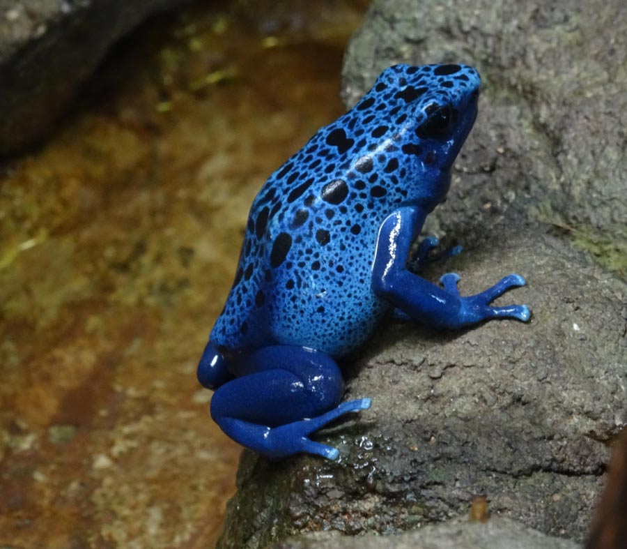 Blaue Pfeilgiftfrösche im Wuppertaler Zoo im Dezember 2014