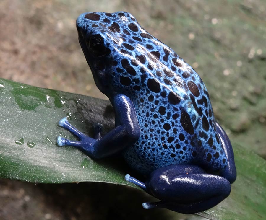 Blaue Pfeilgiftfrösche im Wuppertaler Zoo im Dezember 2014