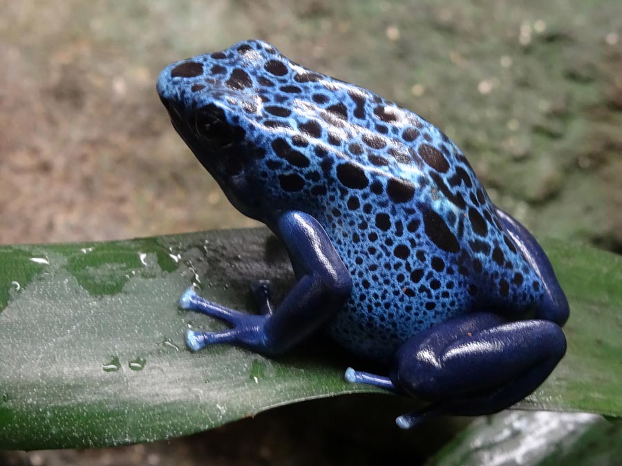 Blauer Pfeilgiftfrosch im Zoo Wuppertal im Dezember 2014