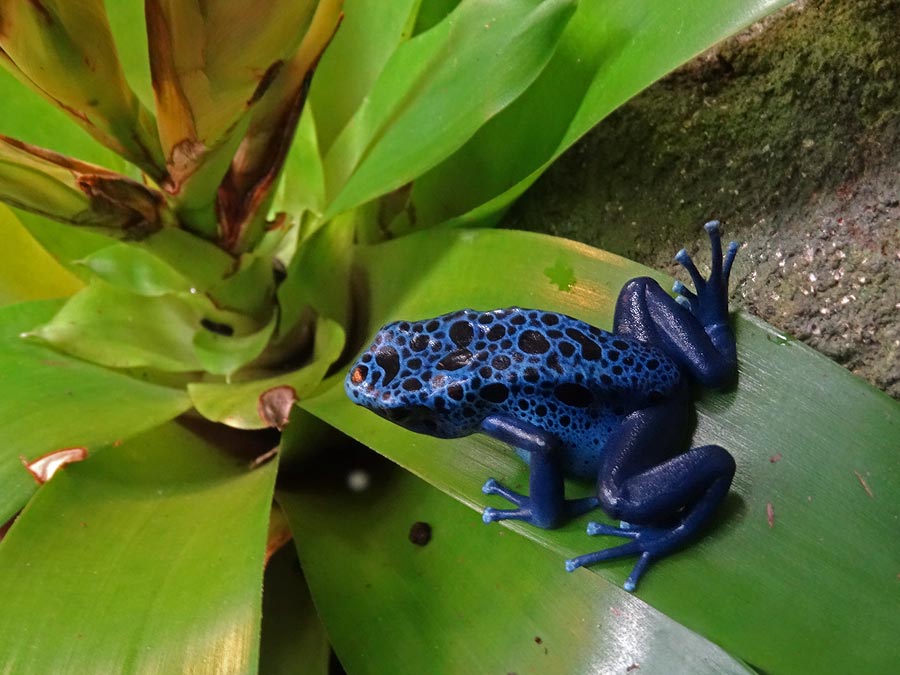 Blauer Pfeilgiftfrosch im Zoo Wuppertal im Januar 2015