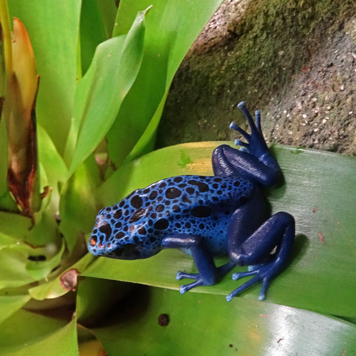 Blauer Pfeilgiftfrosch im Wuppertaler Zoo im Januar 2015