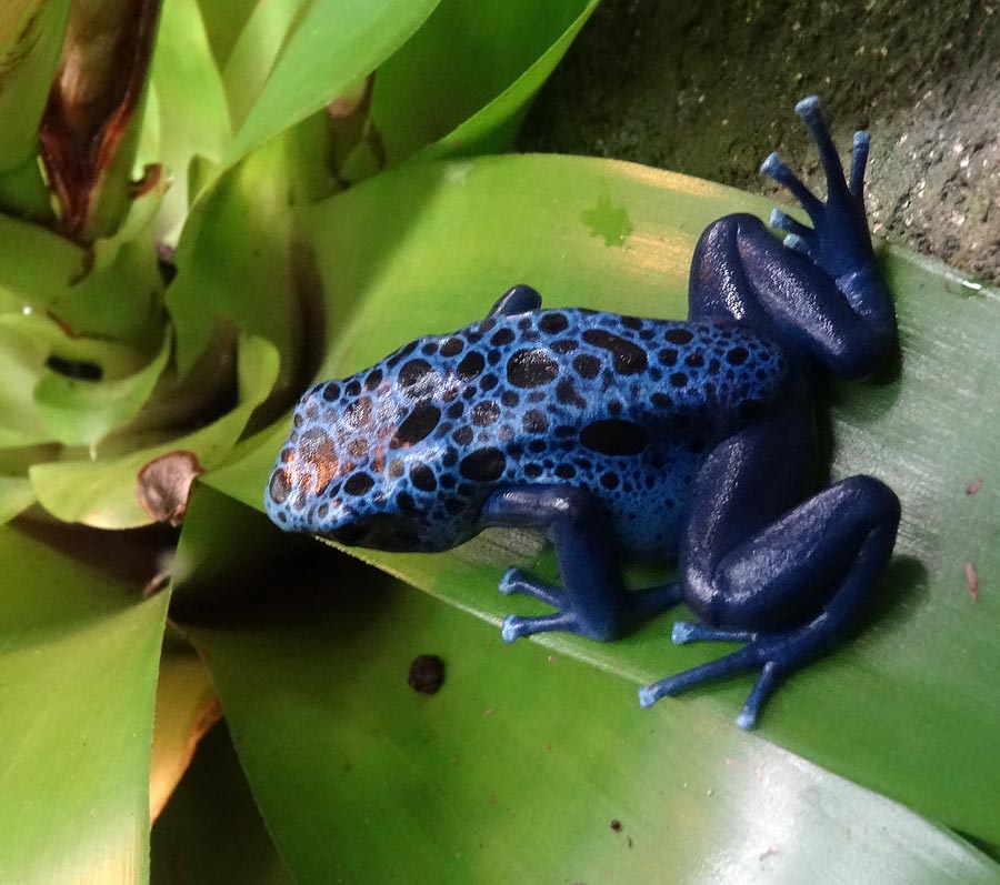 Blauer Pfeilgiftfrosch im Zoologischen Garten Wuppertal im Januar 2015