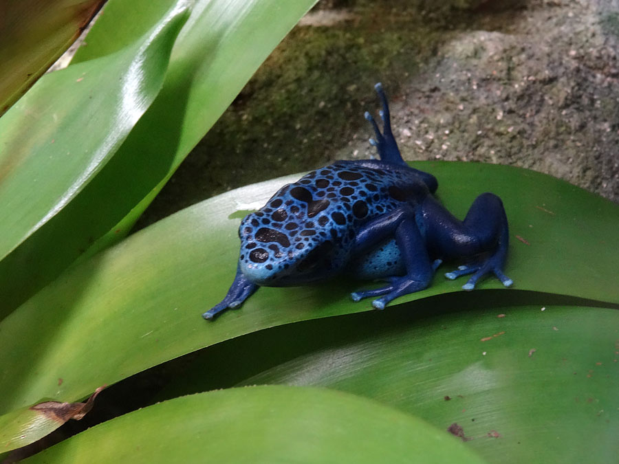 Blauer Pfeilgiftfrosch im Grünen Zoo Wuppertal im Januar 2015