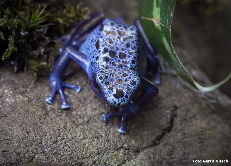 Blauer Pfeilgiftfrosch am 24. August 2018 im Terrarium im Wuppertaler Zoo (Foto Gerrit Nitsch)