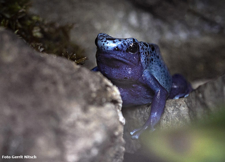 Blauer Pfeilgiftfrosch am 24. August 2018 im Terrarium im Zoo Wuppertal (Foto Gerrit Nitsch)